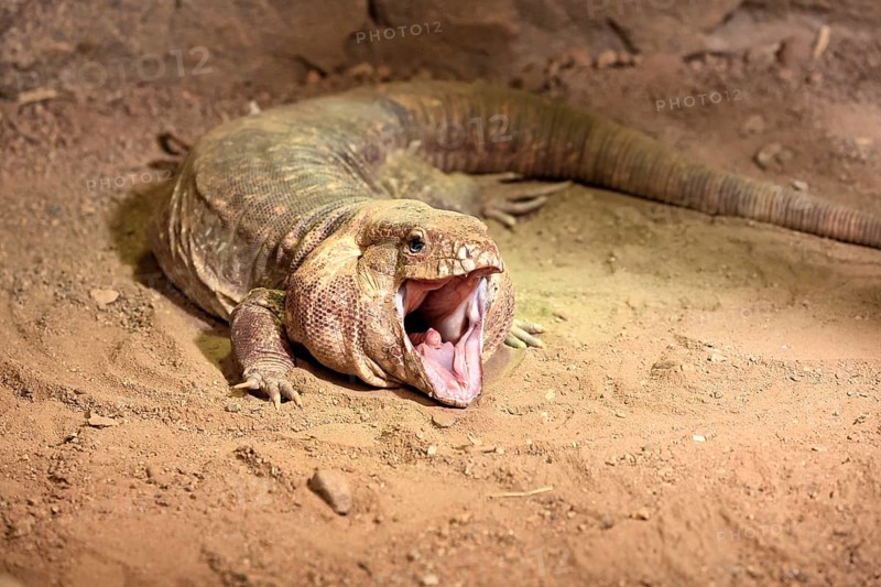 Red tegu (Salvator rufescens), adult, on ground, threatening, South America, captive