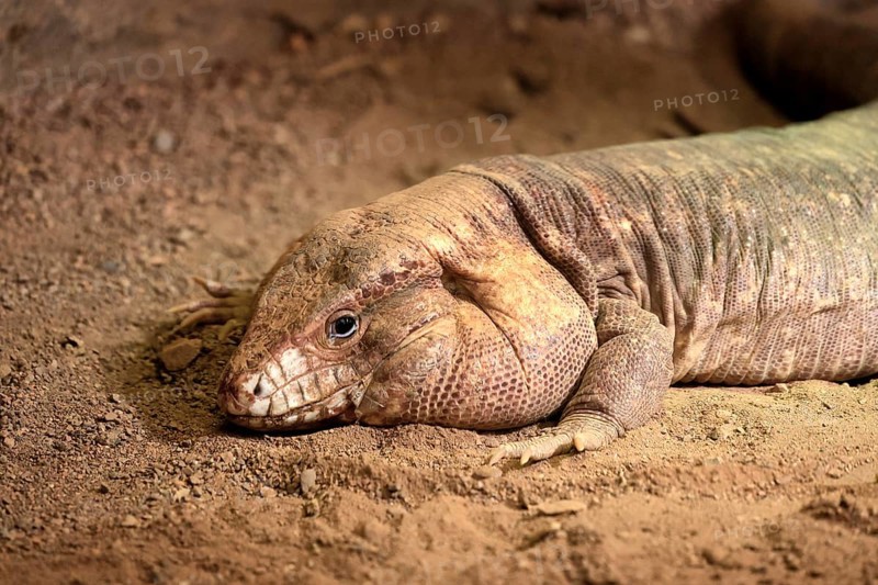 Red tegu (Salvator rufescens), adult, on ground, portrait, foraging, South America, captive