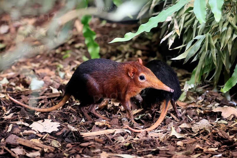 Red-shouldered proboscis dog (Rhynchocyon petersi), proboscis jumper, adult, foraging, pair, two, vigilant, on ground, East Africa, Africa, captive