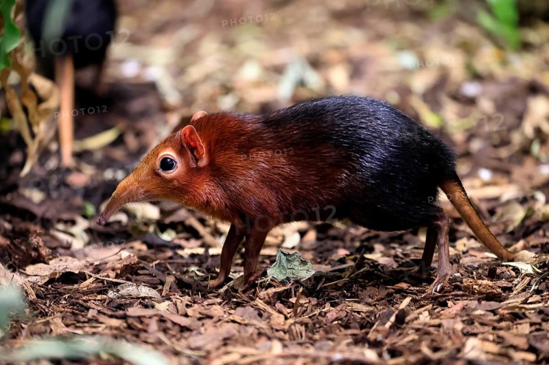 Red-shouldered proboscis dog (Rhynchocyon petersi), proboscis jumper, adult, foraging, vigilant, on ground, East Africa, Africa, captive