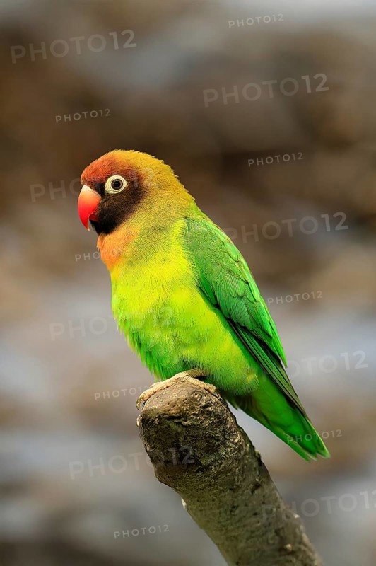 Sooty-head (Agapornis nigrigenis), adult, perch, watchful, Zambia, Africa, captive