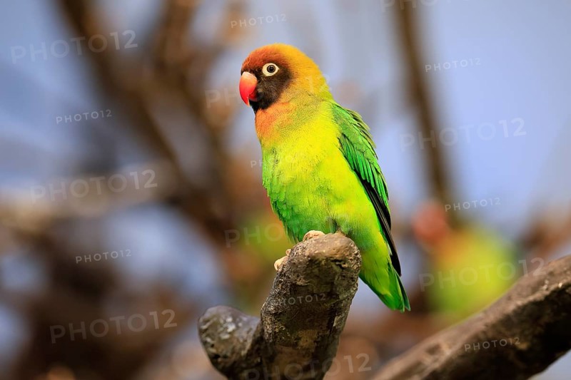 Sooty-head (Agapornis nigrigenis), adult, perch, watchful, Zambia, Africa, captive