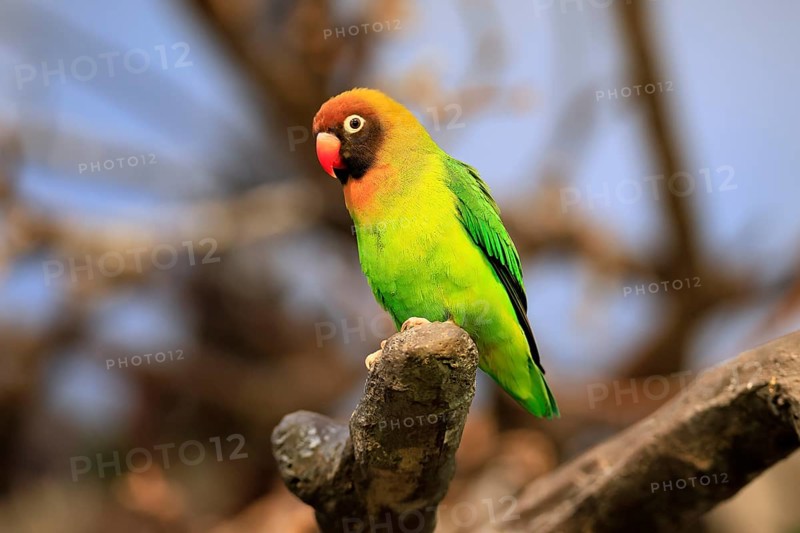 Sooty-head (Agapornis nigrigenis), adult, perch, watchful, Zambia, Africa, captive