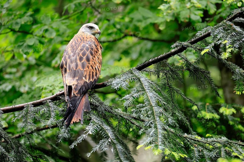 Black Kite (Milvus migrans), adult, alert, perch, Bavarian Forest National Park, Germany