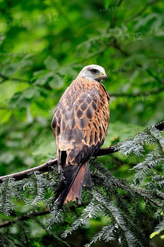 Black Kite (Milvus migrans), adult, alert, perch, Bavarian Forest National Park, Germany