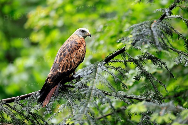Black Kite (Milvus migrans), adult, alert, perch, Bavarian Forest National Park, Germany