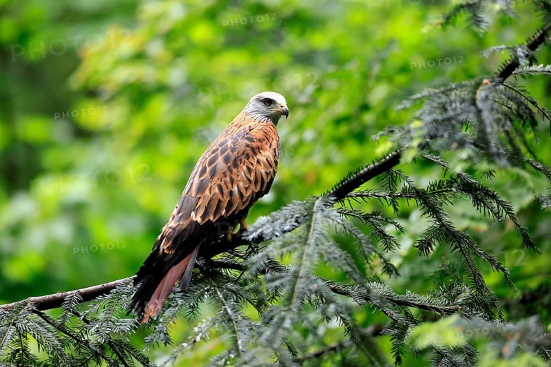 Black Kite (Milvus migrans), adult, alert, perch, Bavarian Forest National Park, Germany