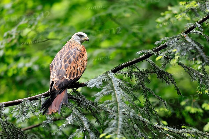 Black Kite (Milvus migrans), adult, alert, perch, Bavarian Forest National Park, Germany