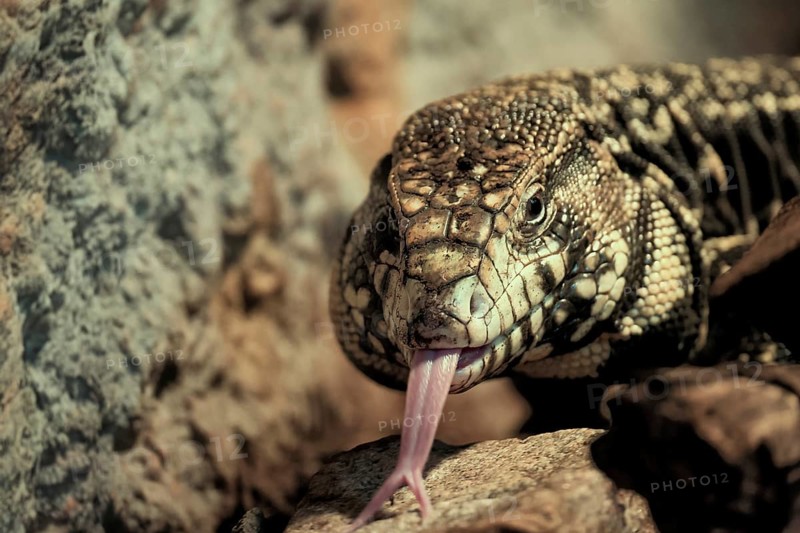 Argentine black and white tegu (Salvator merianae), adult, on ground, lambing, foraging, portrait, South America, captive