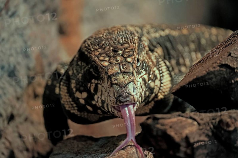 Argentine black and white tegu (Salvator merianae), adult, on ground, lambing, foraging, portrait, South America, captive