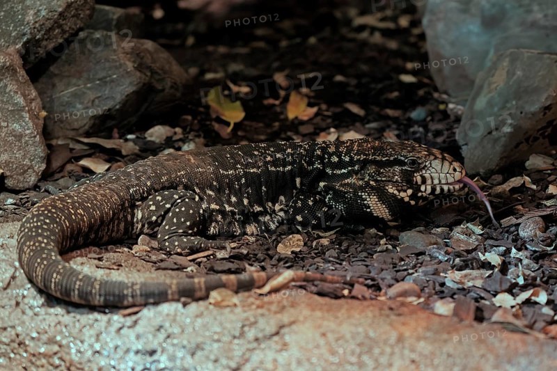 Argentine black and white tegu (Salvator merianae), adult, on ground, lambing, foraging, alert, South America, captive