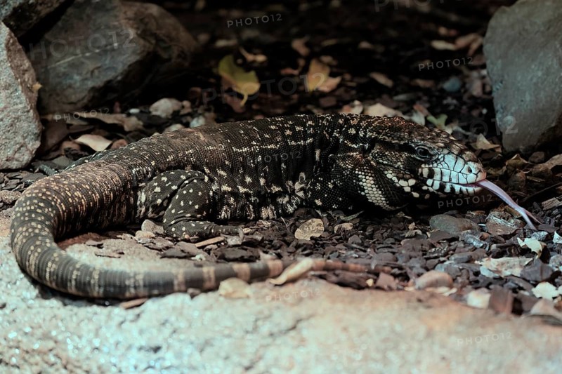 Argentine black and white tegu (Salvator merianae), adult, on ground, lambing, foraging, alert, South America, captive