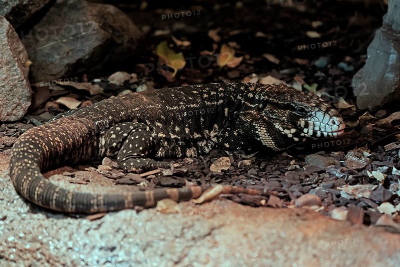 Argentine black and white tegu (Salvator merianae), adult, on ground, alert, South America, captive