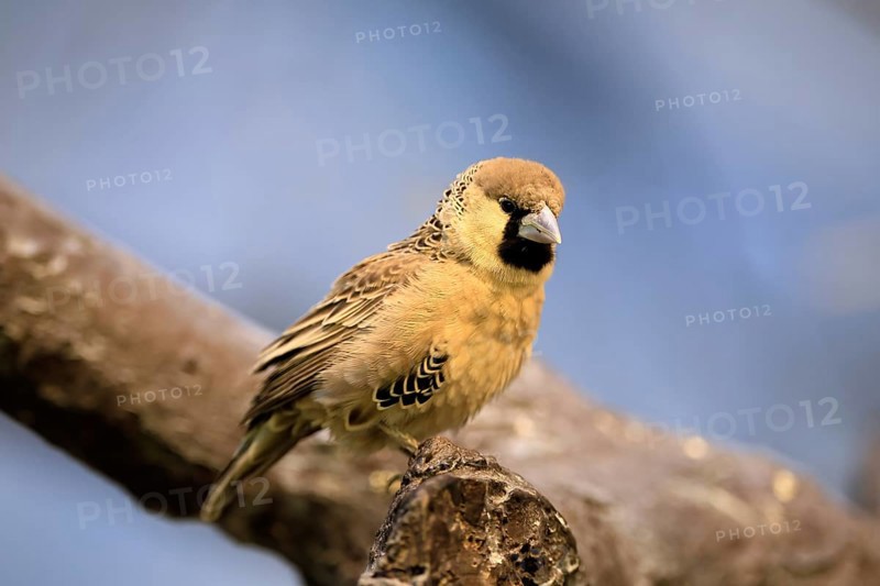 Siedle weaver (Philetairus socius), adult, on a wait, South Africa