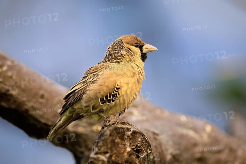 Siedle weaver (Philetairus socius), adult, on a wait, South Africa