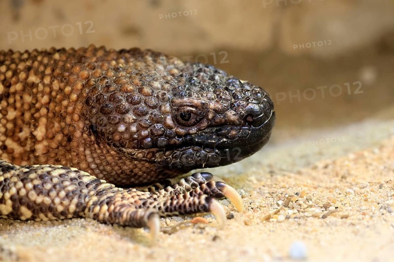 Scorpion crust lizard (Heloderma horridum), adult, portrait, on ground, nocturnal, Mexico, North America, captive