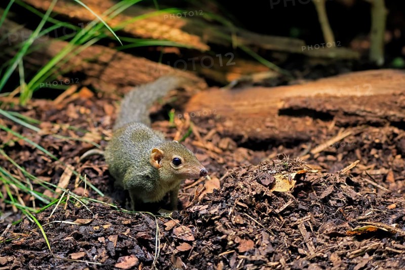 Squirrel (Scandentia), adult, foraging, alert, Southeast Asia Asia