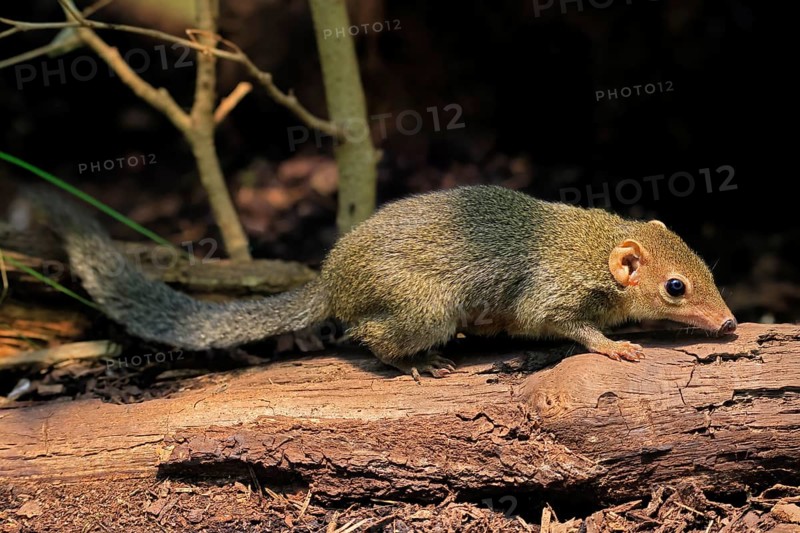 Squirrel (Scandentia), adult, foraging, alert, Southeast Asia Asia