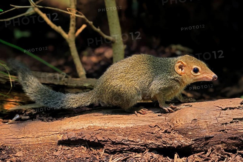 Squirrel (Scandentia), adult, foraging, alert, Southeast Asia Asia