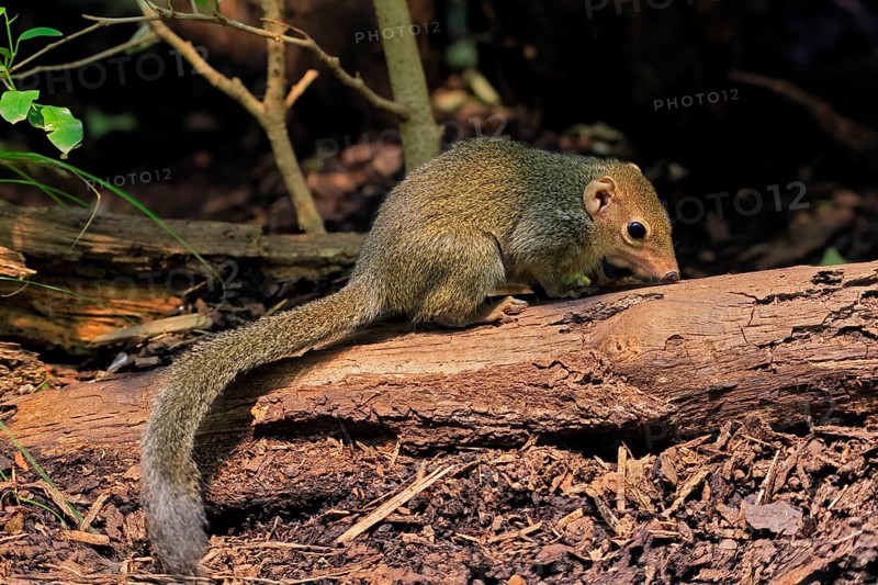 Squirrel (Scandentia), adult, foraging, alert, Southeast Asia Asia