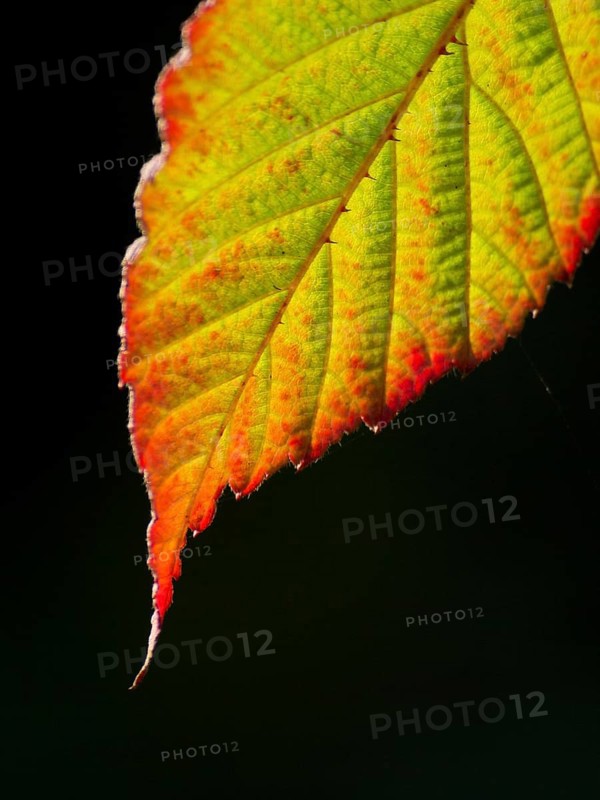 Close-up of a green leaf with red edges in autumn light, Borken, Münsterland, Germany