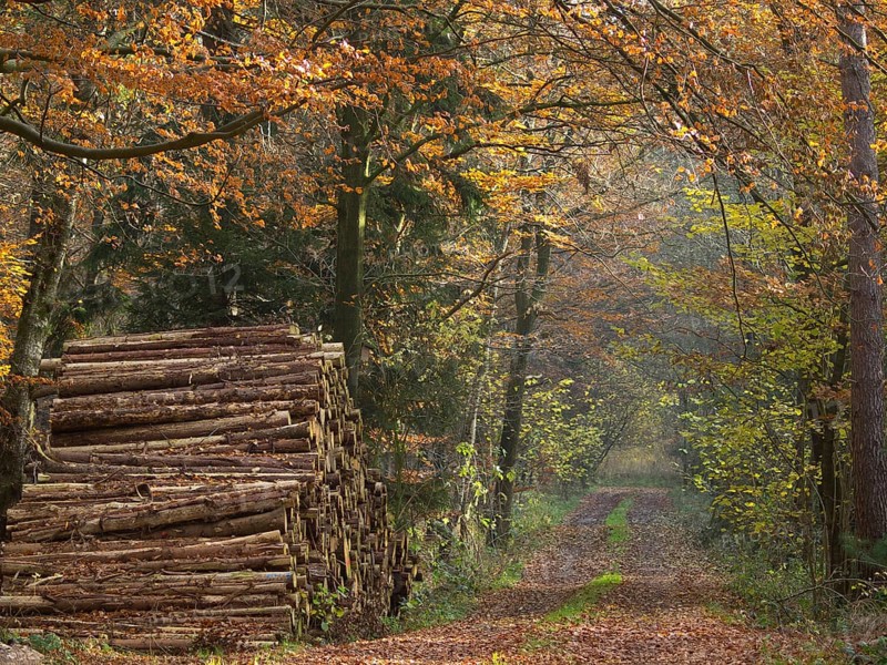 Autumnal forest path with stacked tree trunks surrounded by colourful foliage, Borken, Münsterland, Germany