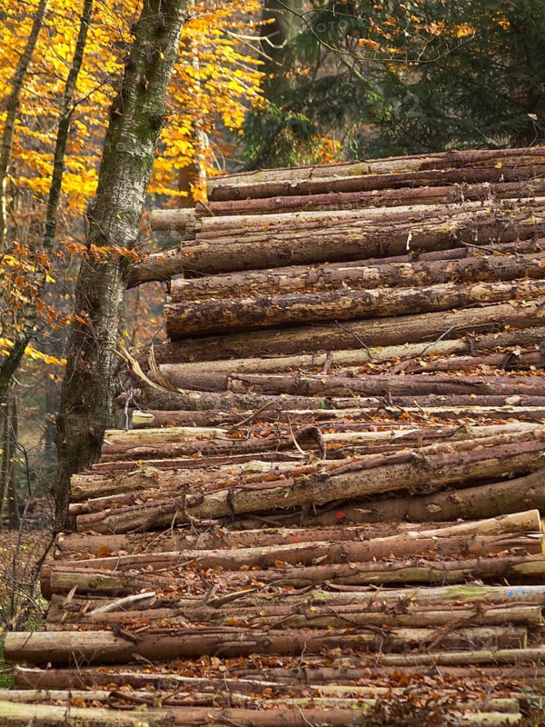 Large pile of logs in autumn forest, Borken, Münsterland, Germany