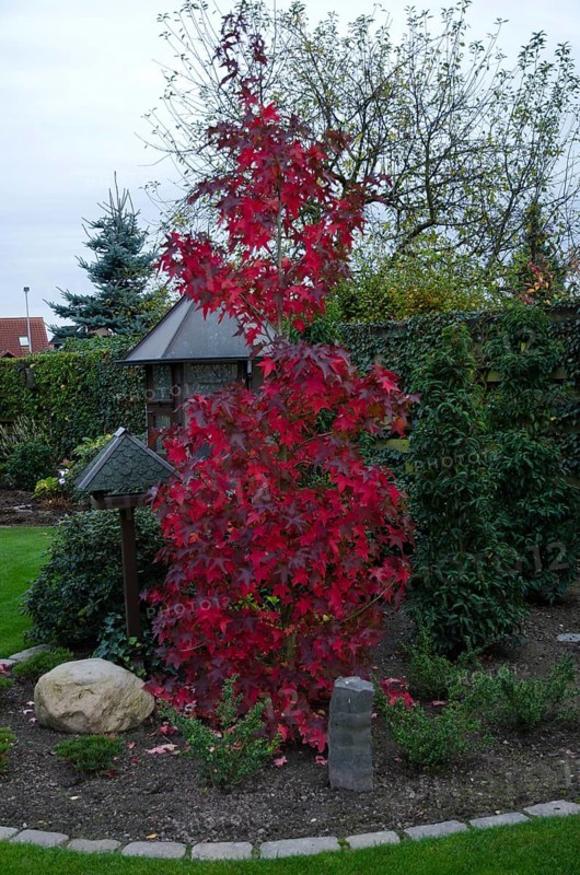 Tall maple tree with red leaves in a garden, Borken, Münsterland, Germany