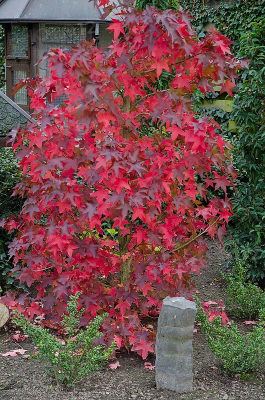 Maple tree with bright red leaves in a garden, Borken, Münsterland, Germany