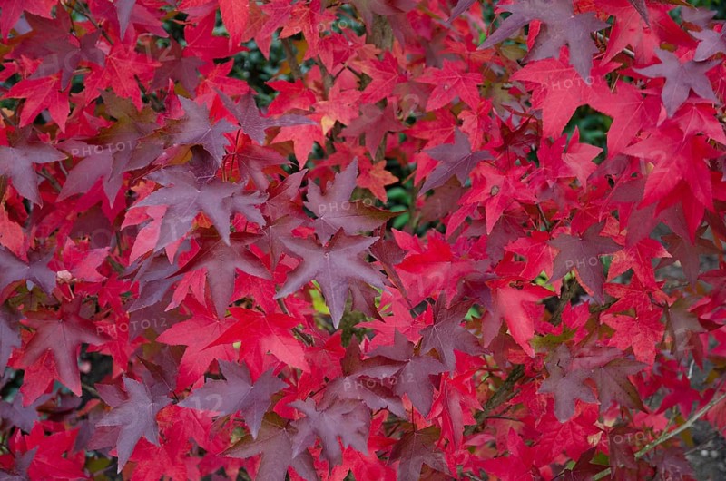 Red maple leaves form an intensely coloured pattern, Borken, Münsterland, Germany