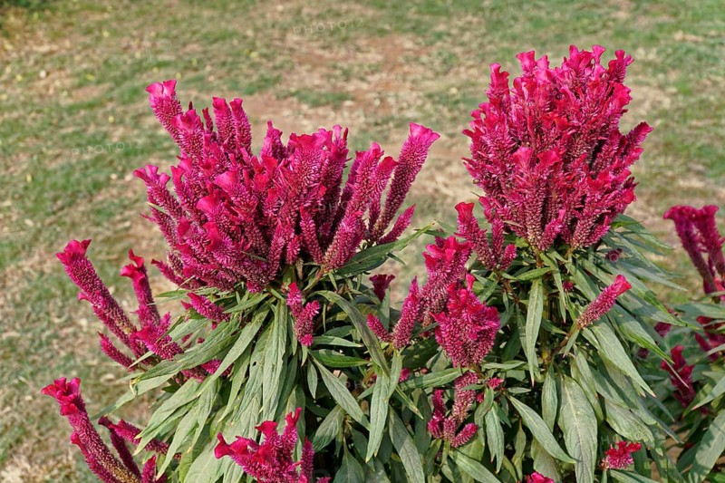 Pink celosia flowers with green leaves in a garden, Agra, Jodhpur, Rajasthan, North India