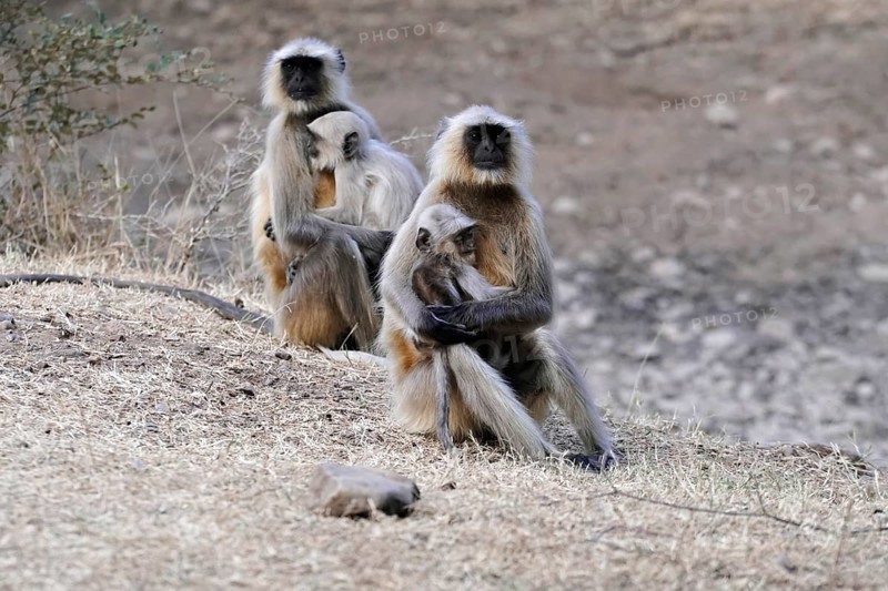 Ranthambhore Tiger Reserve, Sawai Madhopur, Kota, Rajasthan, North India, Asia, Monkey family sitting in the grass, two adults and one young, India