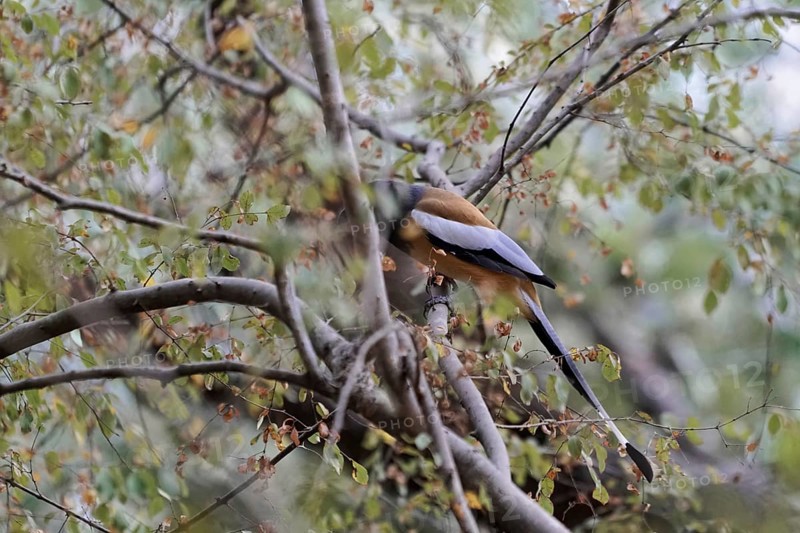 Ranthambhore Tiger Reserve, Sawai Madhopur, Kota, Rajasthan, North India, Asia, Bird sitting hidden in a green deciduous tree, India