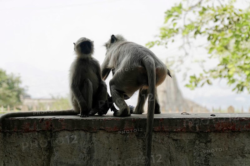 Two monkeys interacting on a wall with blurred background, Kota, Rajasthan, North India, India