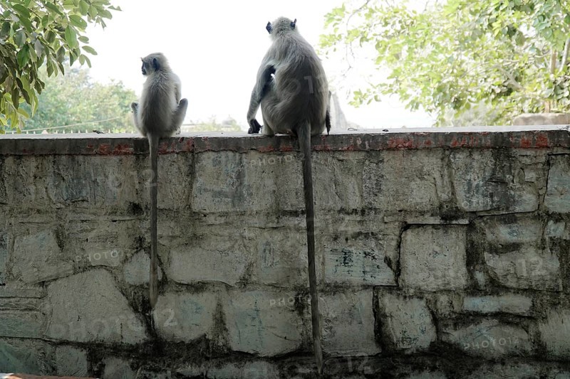 Kota, Rajasthan, North India, Asia, Two monkeys sitting on a wall and looking at the surroundings, India