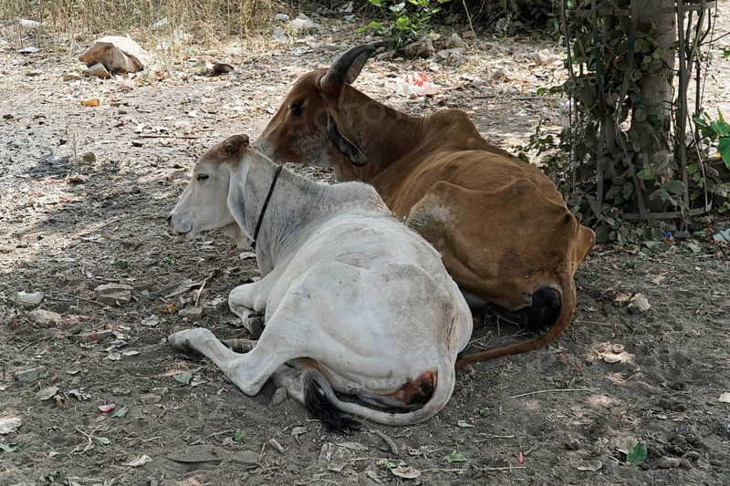Kota, Rajasthan, North India, Asia, Two cows lying relaxed next to each other in the shade on the ground, India