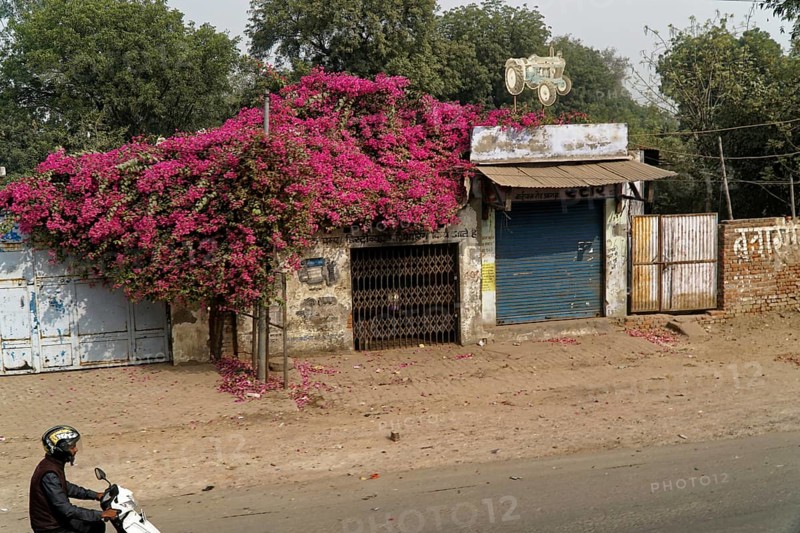 Building with lush bougainvillea on the facade, motorbike on the street, Agra, Jodhpur, Rajasthan, North India