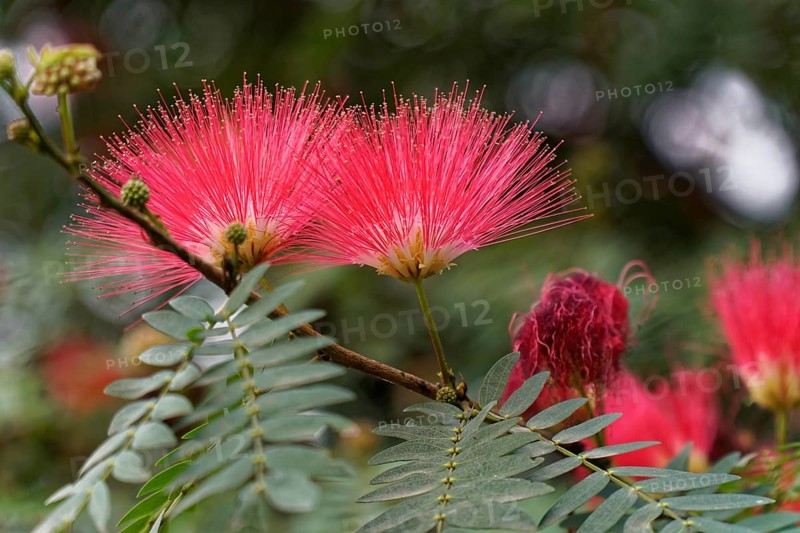 Two pink flowers in close-up, emphasising the details of nature, Agra, Jodhpur, Rajasthan, North India