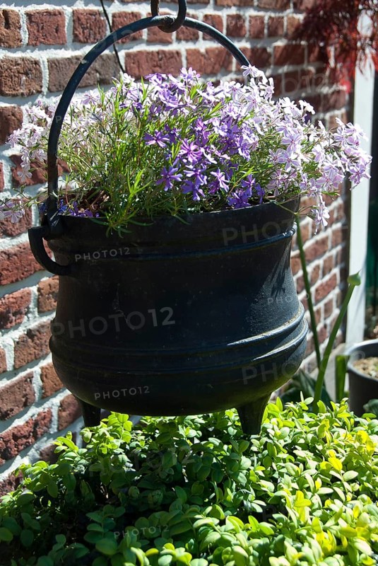 A hanging black basket with purple flowers in front of a brick wall, südlohn, westphalia, germany