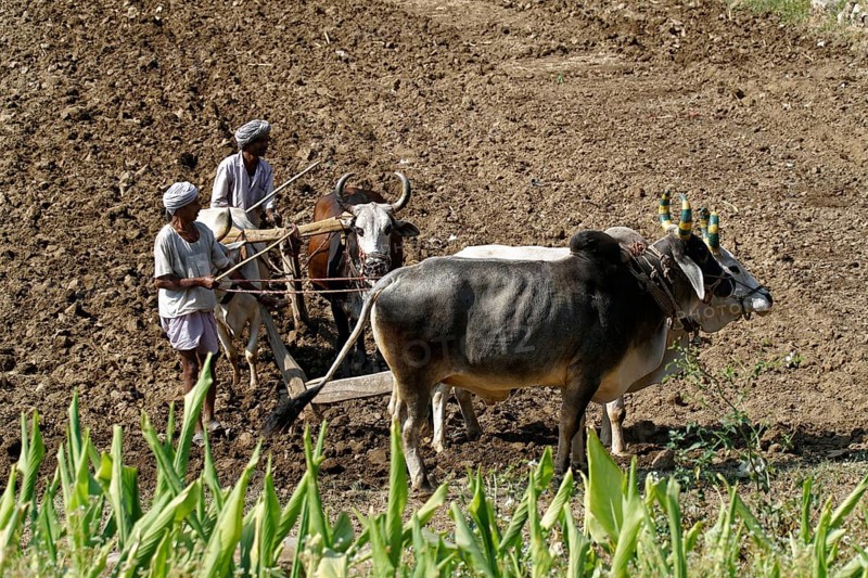 Two men ploughing a field with a team of oxen under the sun, Ranakpur, Jodhpur, Rajasthan, North India