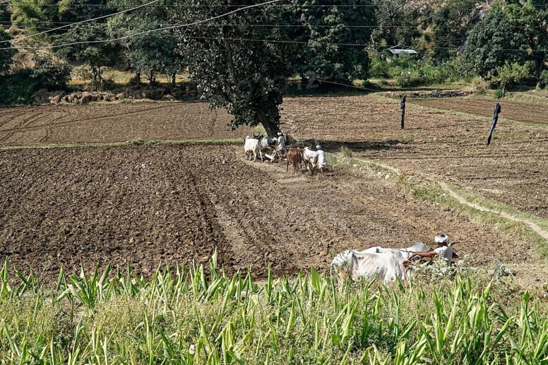 Farmers ploughing a large field with an ox-drawn plough, Ranakpur, Jodhpur, Rajasthan, North India