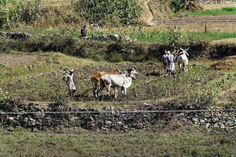 Farmers leading cows to work in a field in a rural area, Ranakpur, Jodhpur, Rajasthan, North India