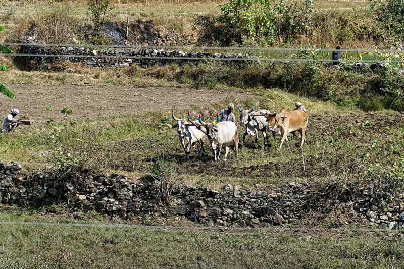 Farmers ploughing a field with cows in a rural setting, Ranakpur, Jodhpur, Rajasthan, North India