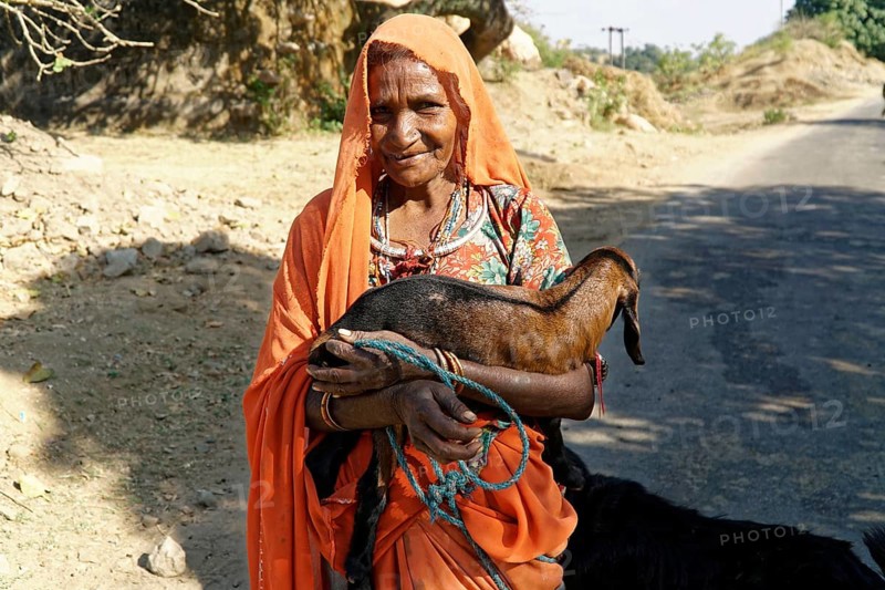 Elderly woman in traditional dress holding a goat in a rural area, Ranakpur, Jodhpur, Rajasthan, North India