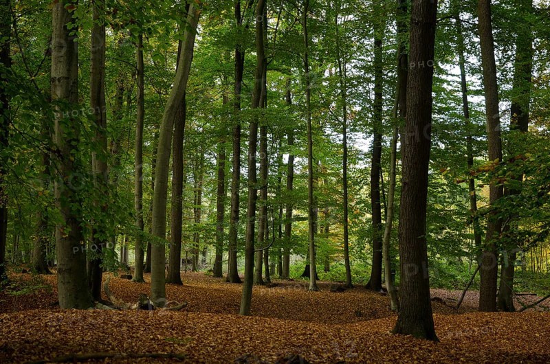 Tall trees in a dense forest on a deciduous ground, natural autumn view, borken, münsterland, germany