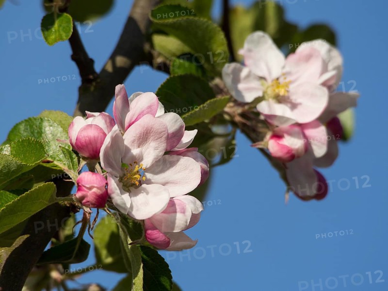 Blooming apple blossoms in bright sunlight, surrounded by fresh green leaves, tenderness of spring, borken, münsterland, germany