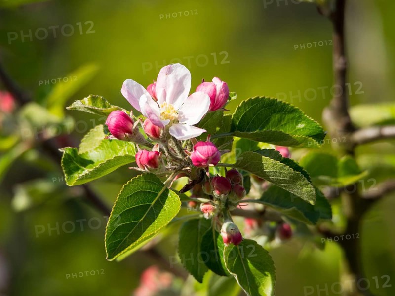 Close-up of an apple tree branch with pink flower buds and green foliage in spring light, borken, münsterland, germany