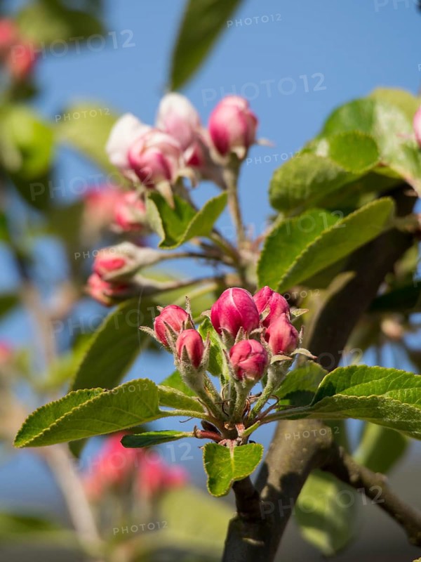 Apple tree branch full of delicate pink blossoms, surrounded by fresh green leaves, a touch of spring, borken, münsterland, germany