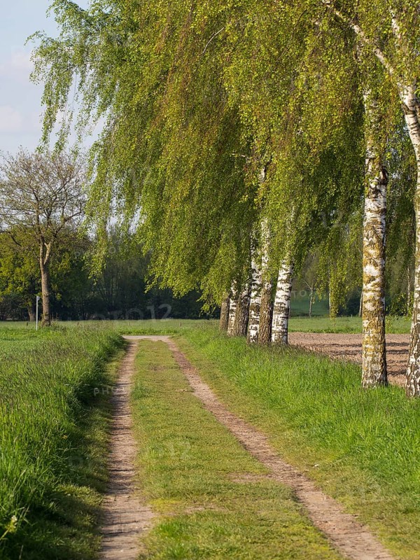 Rural path through birch avenue in a green landscape, borken, münsterland, germany