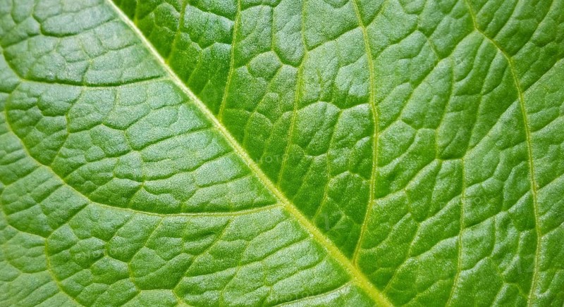 Full frame abstract green plant leaf closeup